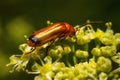 Beetle firefighter (Cantharis rustica) Royalty Free Stock Photo