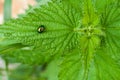 Beetle Firefly sitting on green leaf of nettle. Royalty Free Stock Photo