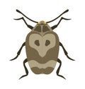 Beetle flat insect bug in cartoon style vector