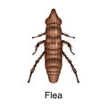 Beetle flea vector icon.Realistic vector icon isolated on white background beetle flea.