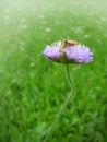 Beetle on the flower