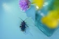 beetle flower blue background blur Royalty Free Stock Photo