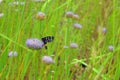 Beetle on a flower in a field Royalty Free Stock Photo