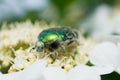 Macro of a bug on a flower Royalty Free Stock Photo