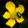 Beetle and flower Royalty Free Stock Photo