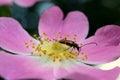 Beetle on a flower of rosehip