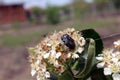 Beetle flower