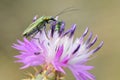 Beetle on a flower thistle
