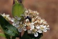 Beetle flower in village in Bulgaria