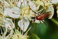 Beetle on a flowering ash tree Royalty Free Stock Photo