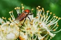 Beetle on a flowering ash tree Royalty Free Stock Photo