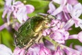 Beetle on the flowers of lilac Royalty Free Stock Photo
