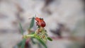 Beetle, Flowers, Small, Flag, Point, Color,Orange