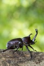 Beetle in Fraxinus suck sap Royalty Free Stock Photo