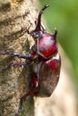 Beetle in Fraxinus suck sap Royalty Free Stock Photo