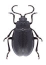 Beetle Galeruca tanaceti Royalty Free Stock Photo