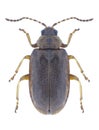 Beetle Galerucella nymphaeae Royalty Free Stock Photo