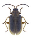 Beetle Galerucella nymphaeae Royalty Free Stock Photo