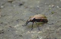Beetle garden on the forest path. Royalty Free Stock Photo
