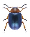 Beetle Gastrophysa polygoni