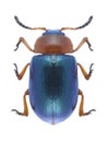 Beetle Gastrophysa polygoni