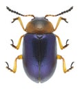 Beetle Gastrophysa polygoni Royalty Free Stock Photo