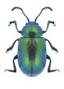 Beetle Gastrophysa viridula Royalty Free Stock Photo