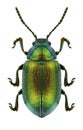 Beetle Gastrophysa viridula Royalty Free Stock Photo