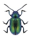 Beetle Gastrophysa viridula Royalty Free Stock Photo