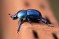 Beetle Royalty Free Stock Photo