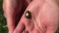Beetle Golden Bronze creeps on a woman`s palm. Bronzovka beetle ordinary. Close-up