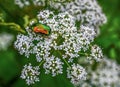 Beetle golden bronzovka on a flowering plant runny