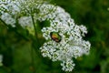 Beetle golden bronzovka on a flowering plant runny