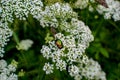 Beetle golden bronzovka on a flowering plant runny