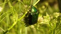 Beetle golden bronzovka. Green beetle looking for nectar on the white bush flowers.  Beetles looks like a jewel. Insect is pollina Royalty Free Stock Photo