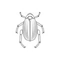 beetle goliath icon. Element of insect for mobile concept and web apps icon. Thin line icon for website design and development,