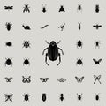 beetle goliath icon. insect icons universal set for web and mobile