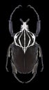 Beetle Goliathus goliathus