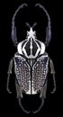 Beetle Goliathus orientalis