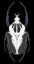 Beetle Goliathus regius