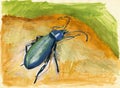 Beetle gouache painting