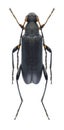 Beetle Grammoptera ruficornis Royalty Free Stock Photo