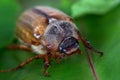 Beetle on a green leaf