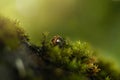 beetle green moss close-up macro bokeh background