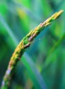 Beetle on a green rice field. Lesser Rice Bug on green rice plantLeptocorisa acuta. Pest of agricultural plants. Royalty Free Stock Photo