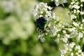 Beetle Green Rose Chafer eat the pollen of the flower. Royalty Free Stock Photo