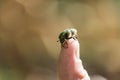 Beetle green rose chafer sits on a human finger