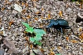 Beetle on the ground, insects from the forest Royalty Free Stock Photo