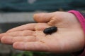 Beetle in the hand of a child