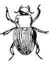 Beetle